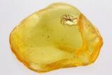 Detailed Fossil Spider (Araneae) In Baltic Amber #362729-1